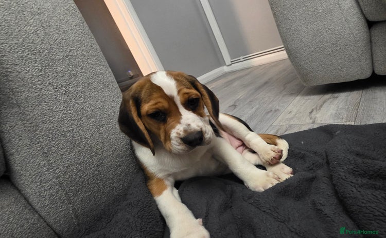 Beagle dogs - Advert 1