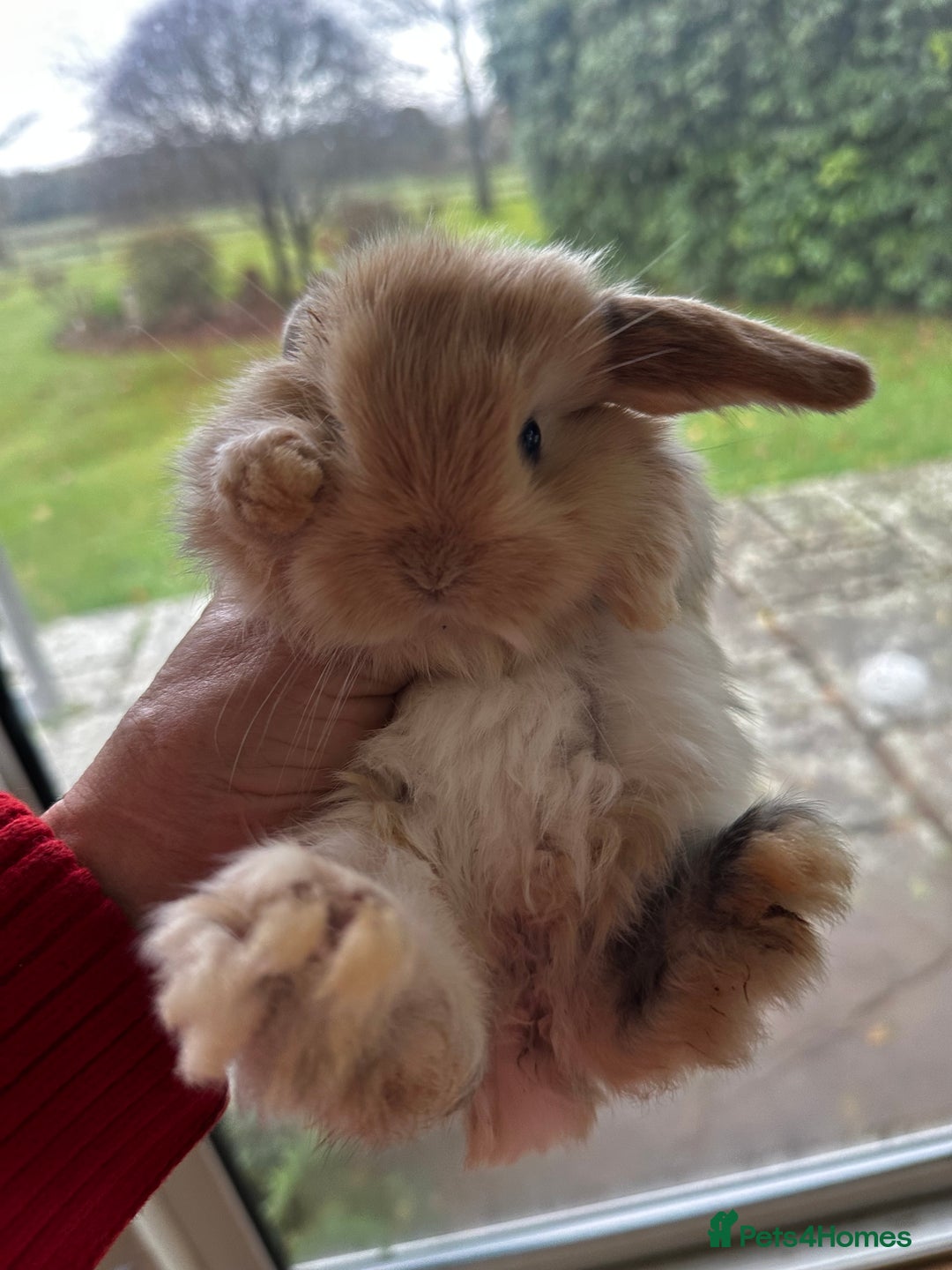 Mini Lop rabbits for sale: Well handled baby mini lops - Advert 7