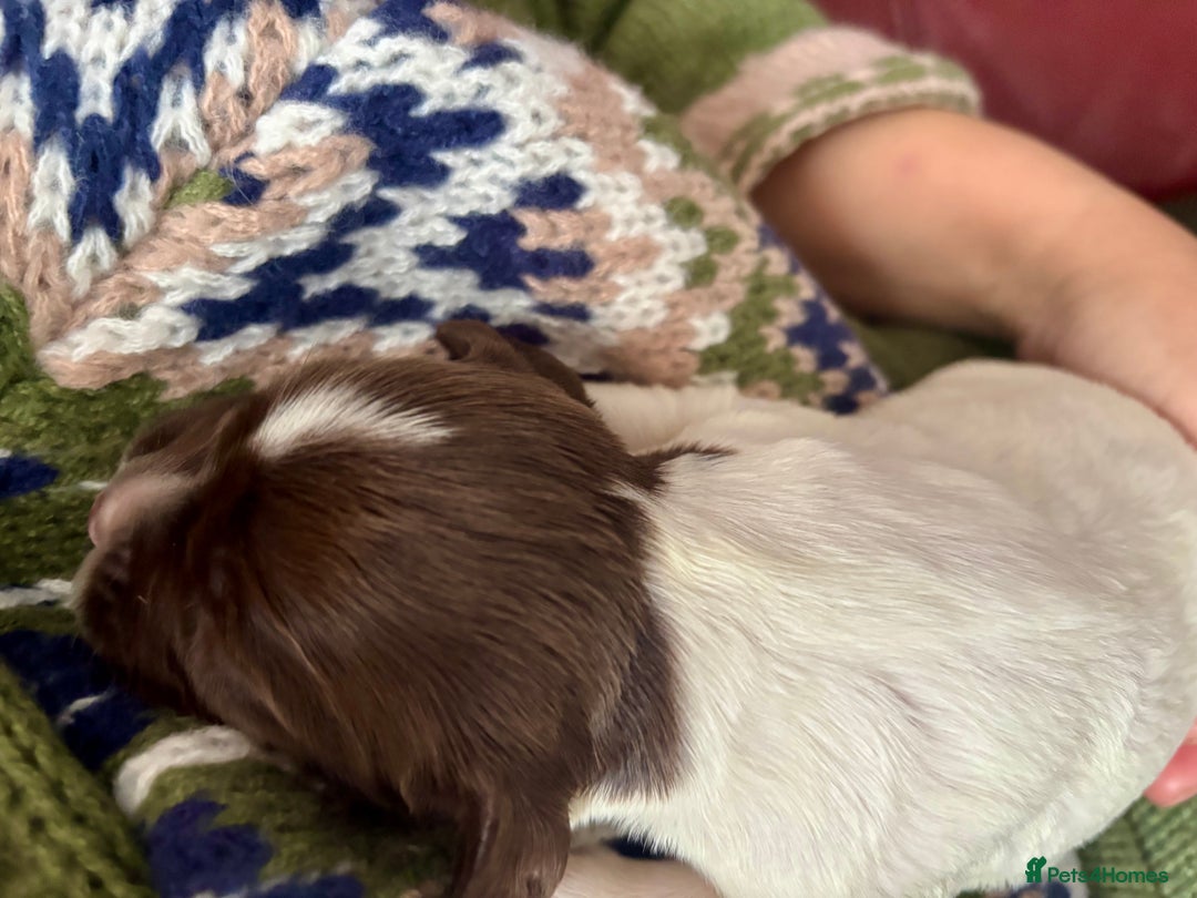 English Springer Spaniel dogs for sale: Fun whistle trained and crate clean by 8 weeks   - Advert 3