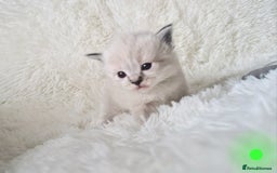 Ragdoll cats for sale: Fluffdoll Ragdoll Kittens 🥰 - Image 10