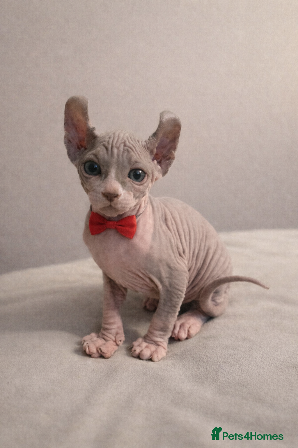 Sphynx cats Elf Kittens LAST BOY  - Advert 4