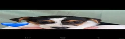 Jack Russell dogs for sale: Stunning jack russell puppies  in Reading - Advert 7