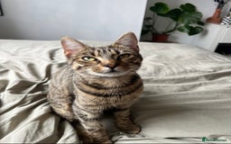 Persian cats for sale: Meet Bonnie - Looking for a New Home - Advert 3