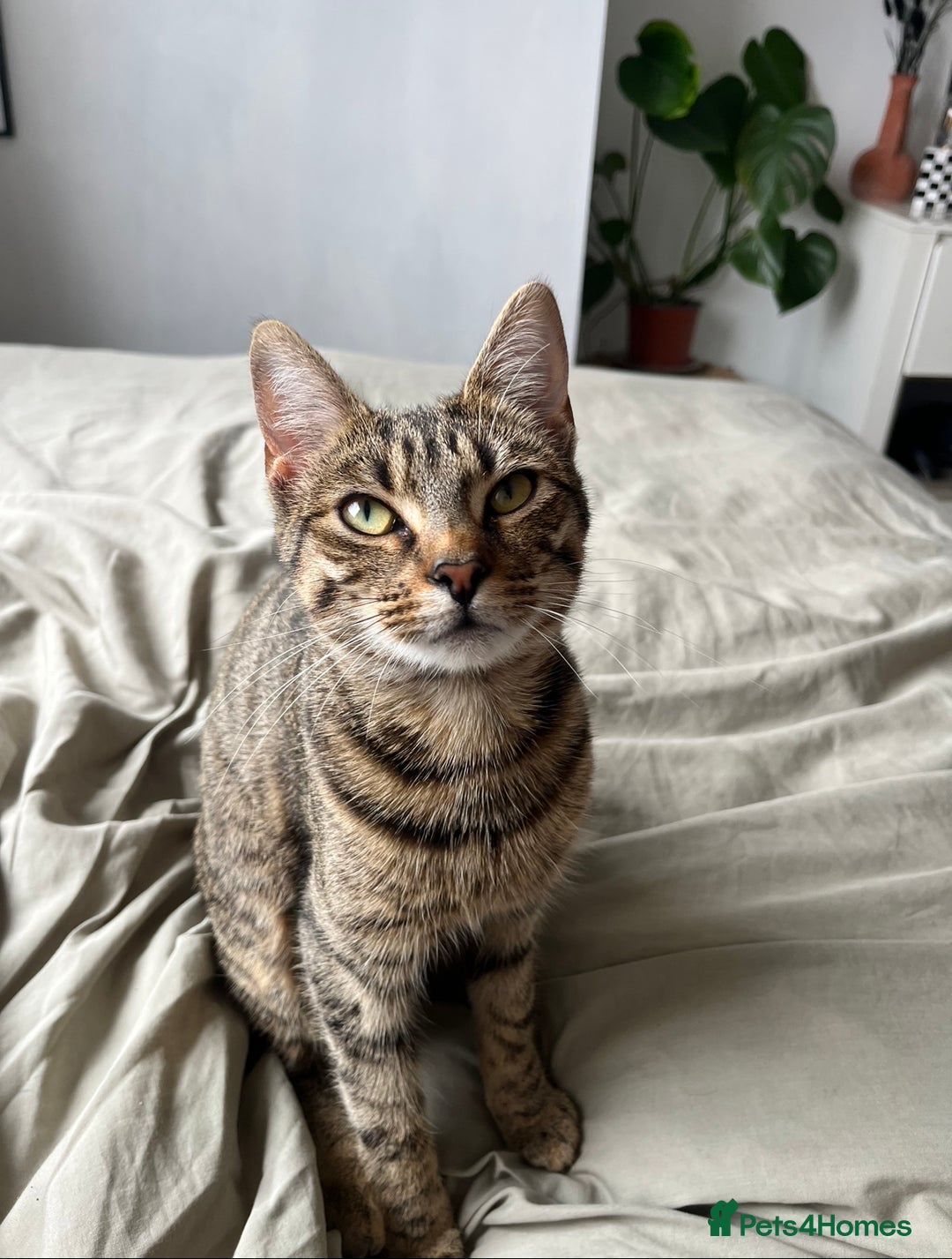 Persian cats for sale: Meet Bonnie - Looking for a New Home - Advert 3