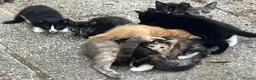Mixed Breed cats for sale: Gorgeous playful kittens - Advert 7