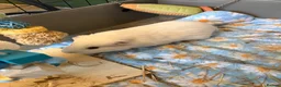 Guinea Pig rodents for sale: Guinea pigs in Solihull - Advert 4