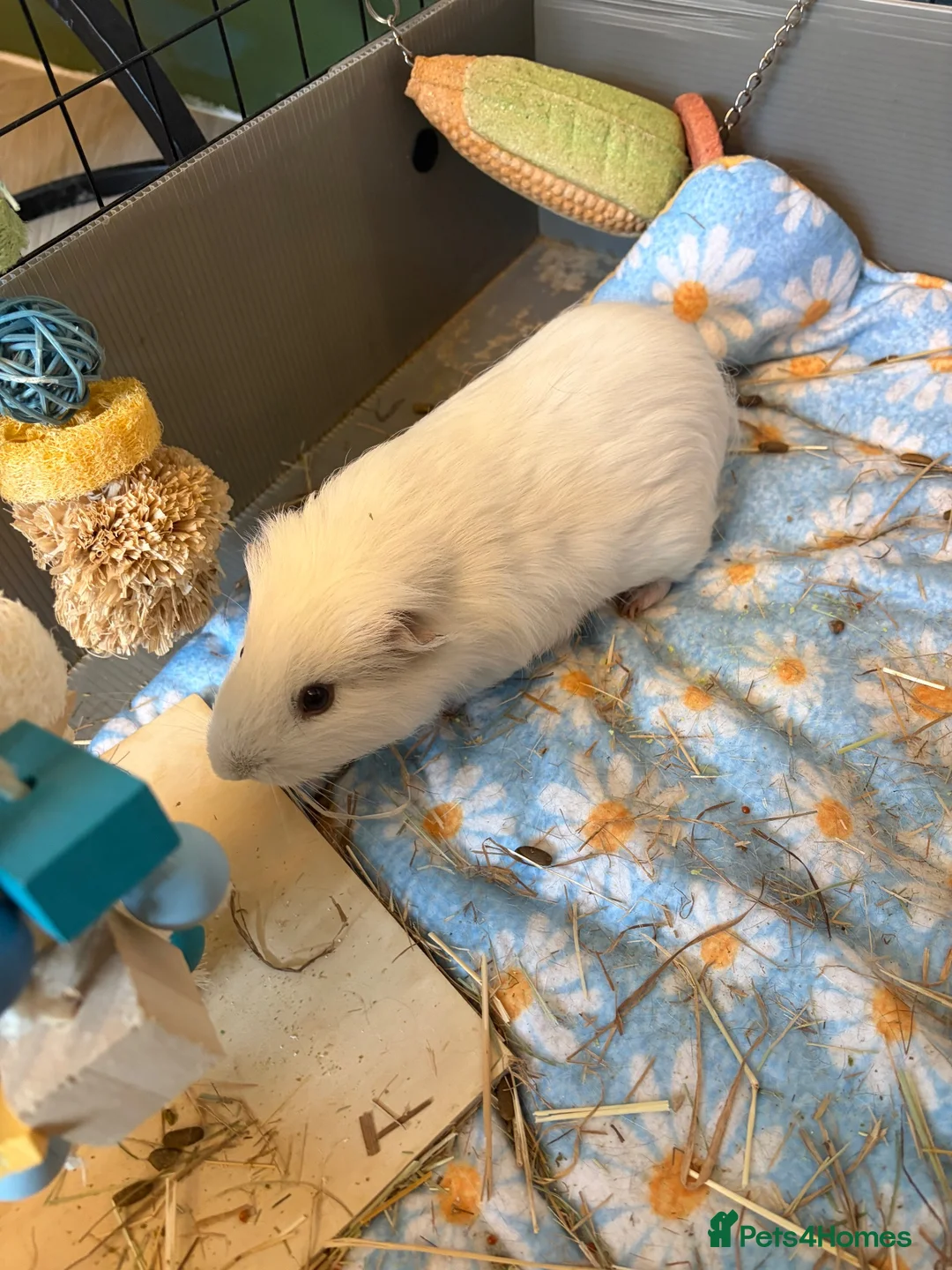 Guinea Pig rodents for sale: Guinea pigs in Solihull - Advert 4