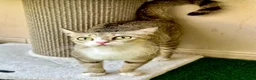 Mixed Breed cats for adoption: Special Female Cat for Indoor Only Adoption - Advert 5
