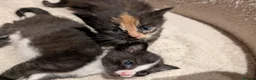 Mixed Breed cats for sale: Maine Coon x British Shorthair - Advert 7