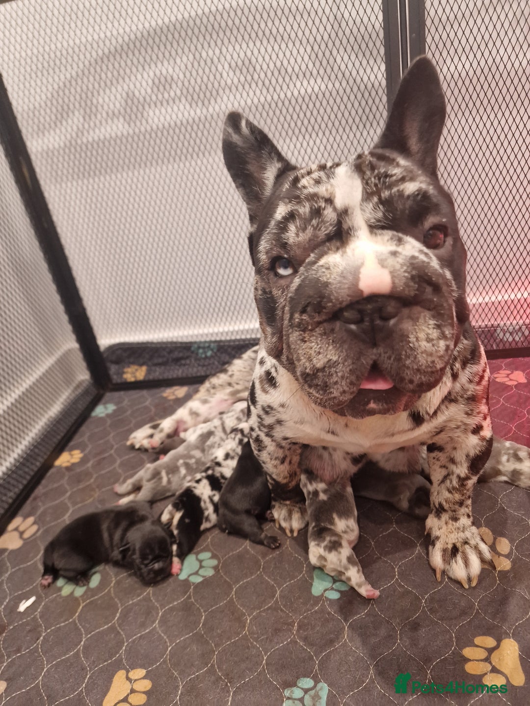 French Bulldog dogs for sale: French bulldog  - Image 11