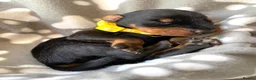 Dobermann dogs for sale: KC REGISTERED DOBERMAN PUPPIES - Advert 7