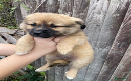 Mixed Breed dogs for sale: Jack Russell cross Pomeranian puppys  - Image 2