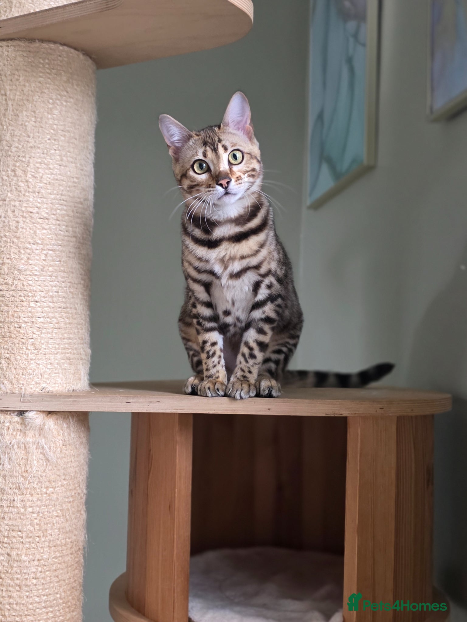 Bengal cats Gorgeous Rosetted Bengal Kittens  - Advert 13