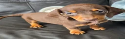 Miniature Dachshund dogs for sale: Stunning miniature dachshund puppies - Advert 5