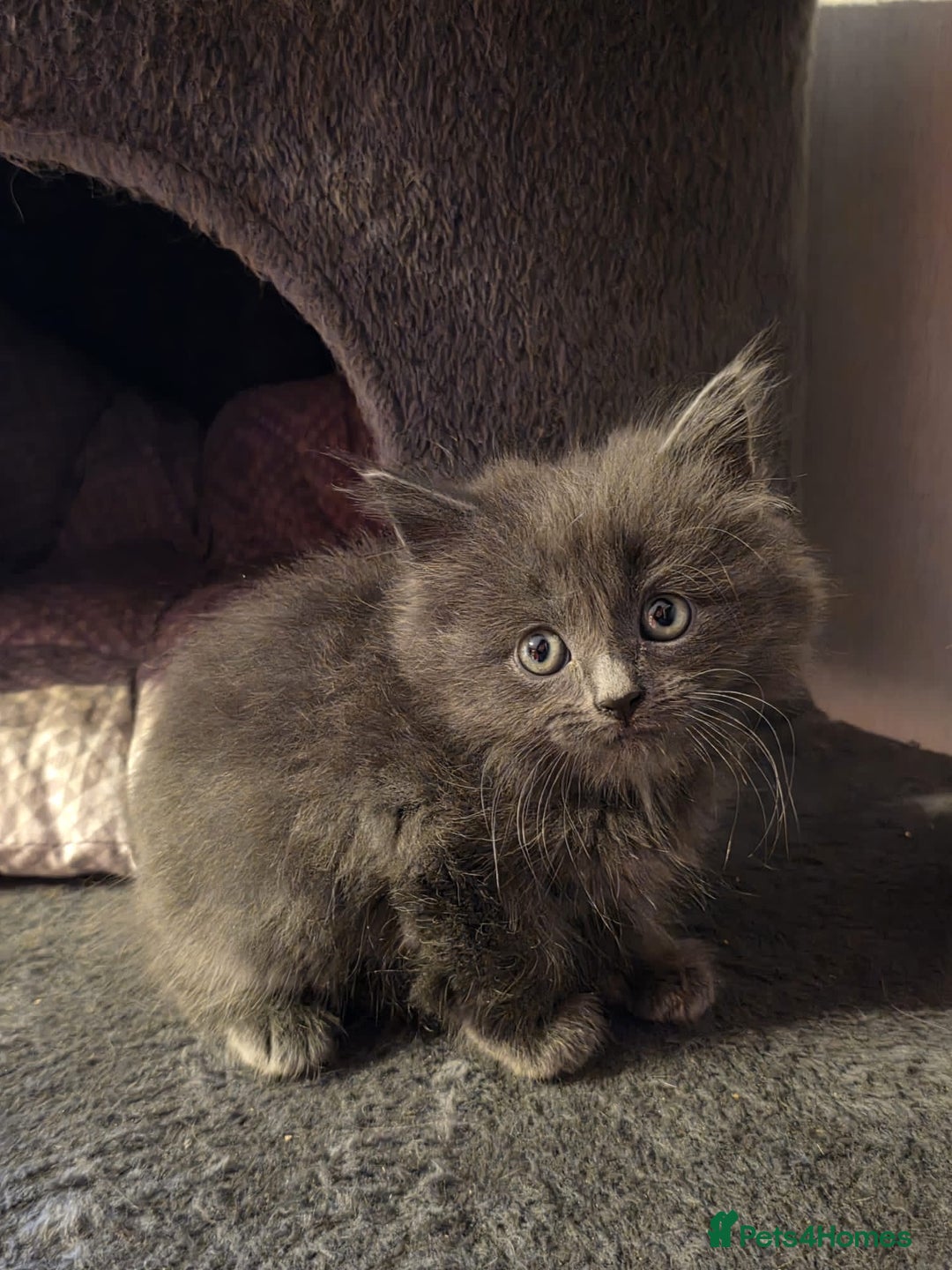 Russian Blue cats for sale: Russian Blue x - Image 7