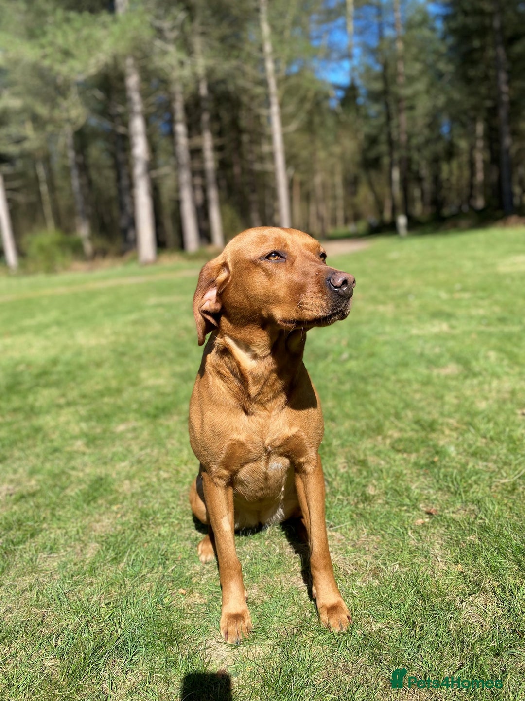 Labrador Retriever dogs for sale: Health Tested FTCH Sired Working Labrador Puppies - Advert 7