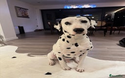 Dalmatian dogs for stud: PROVEN Black spot KC registered Dalmatian for STUD in Romford - Image 4