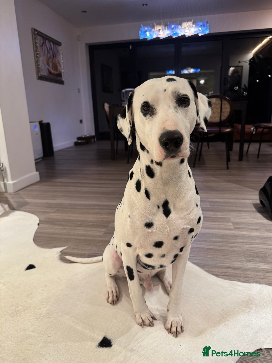 Dalmatian dogs for stud: PROVEN Black spot KC registered Dalmatian for STUD in Romford - Image 4