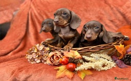 Miniature Dachshund dogs for sale: Miniature dachshund puppies  - Image 5