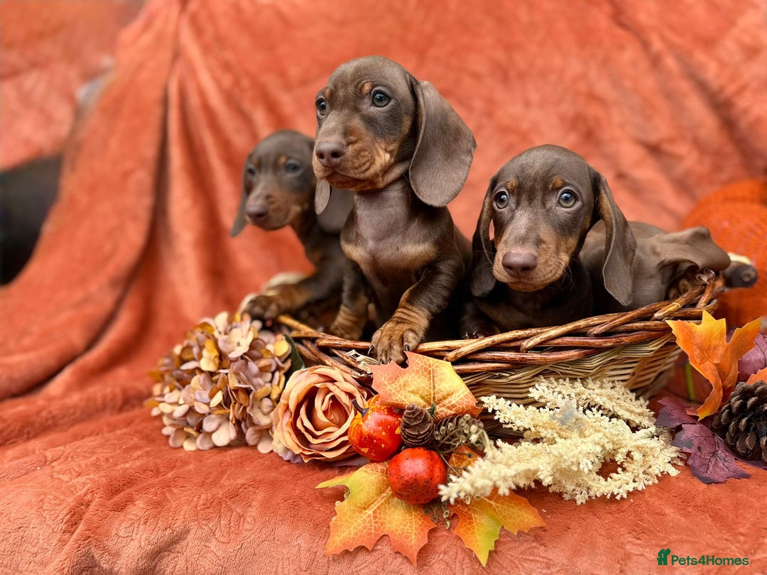 Miniature Dachshund dogs for sale: Miniature dachshund puppies  - Image 5