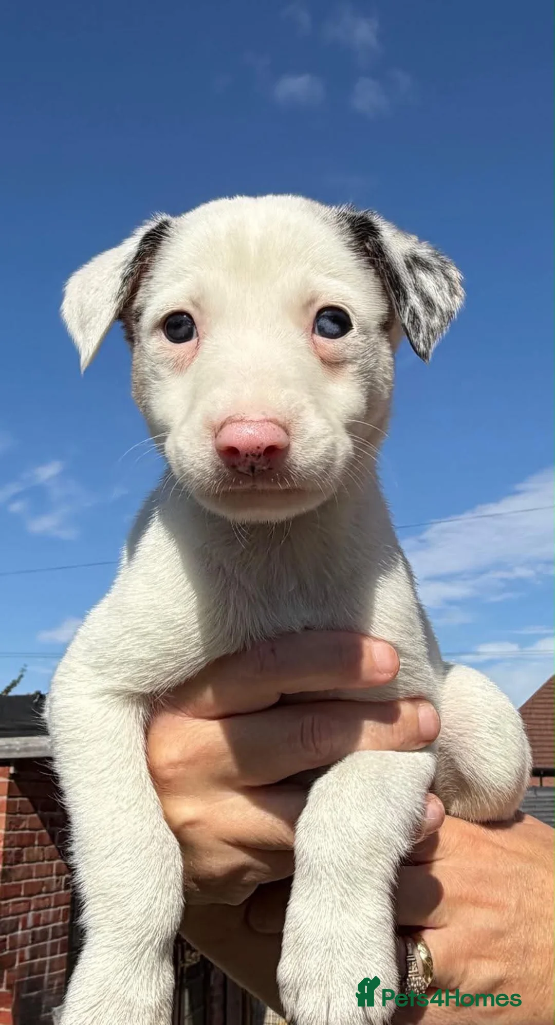 Mixed Breed dogs for sale: Lurcher pups - Advert 2