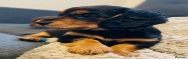 Miniature Dachshund 1