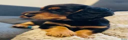 Miniature Dachshund dogs for sale: Black&Tan Puppies Looking for Their Forever Homes! - Advert 27