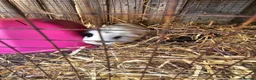 Guinea Pig rodents for sale: 3 female Guinea pigs for sale - Advert 7
