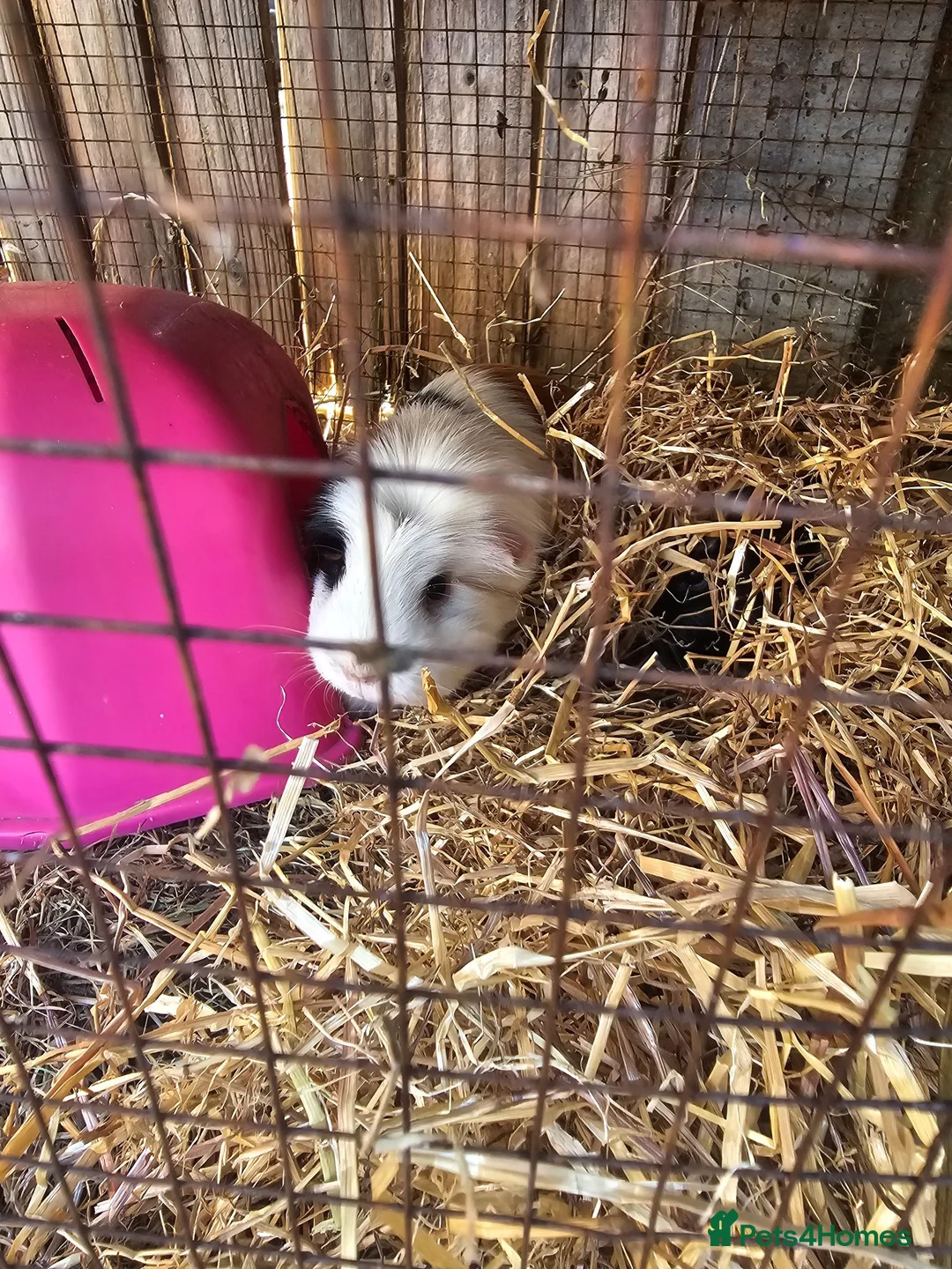 Guinea Pig rodents for sale: 3 female Guinea pigs for sale - Advert 7