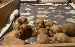 Golden Retriever dogs for sale: KC Registered - Golden Retriever Pups  - Image 2
