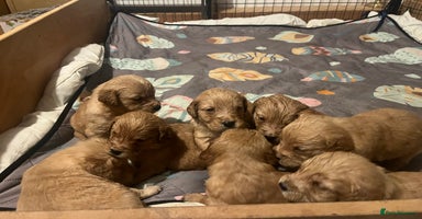 Golden Retriever dogs - Advert 3