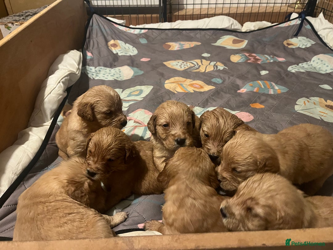Golden Retriever dogs for sale: KC Registered - Golden Retriever Pups  - Image 2