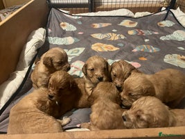 Golden Retriever dogs - Advert 5