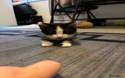 British Longhair cats for sale: Three adorable kittens  - Image 16