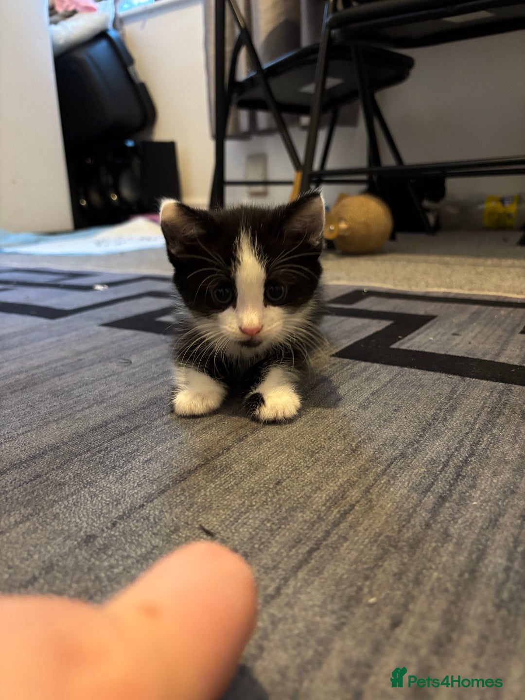 British Longhair cats for sale: Three adorable kittens  - Image 16