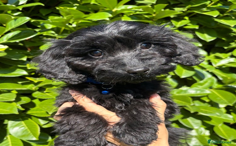 Cockapoo dogs - Advert 1