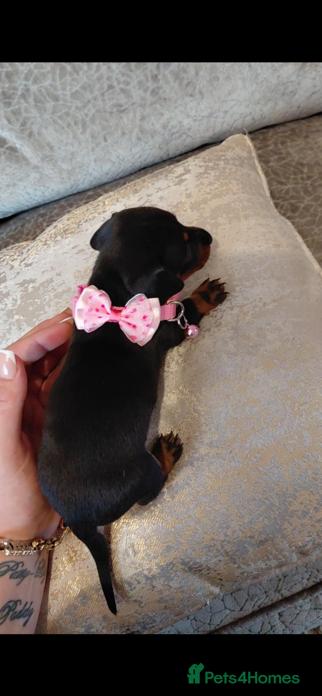 Miniature Dachshund dogs for sale: Ready now miniature dachshunds boy - Image 24