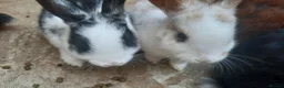 Mixed Breed rabbits for sale: Rabbits/Bunnies for adoption  in London - Advert 8