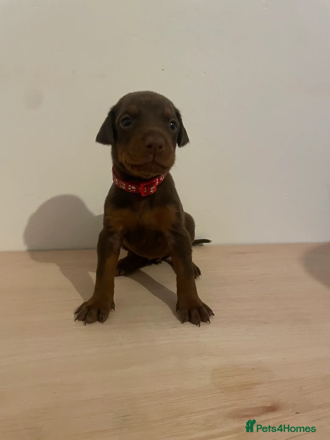 Dobermann dogs for sale: dobermann pinscher - Advert 22