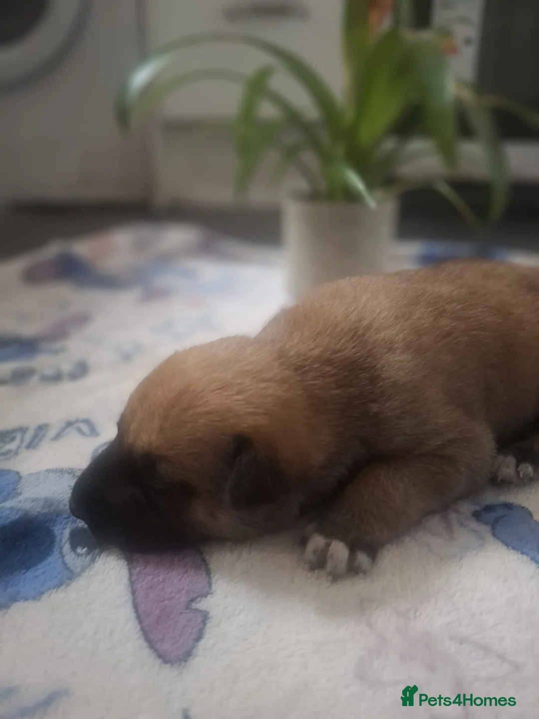 Mixed Breed dogs for sale: 🐾✨ BEAUTIFUL HUSKY x BELGIAN MALINOIS PUPPIES ✨🐾 in Colchester - Advert 3