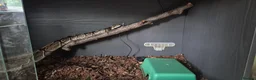 Python Snake reptiles for sale: 2 ball pythons - Advert 5