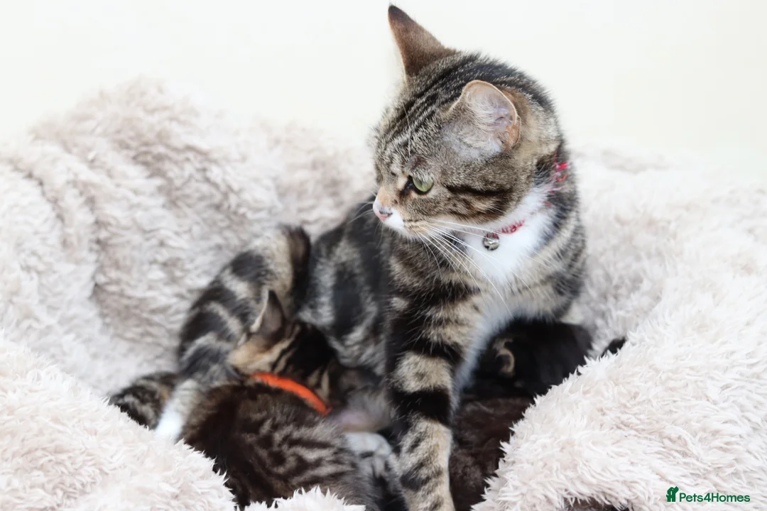 Mixed Breed cats for sale: Adorable Kittens - Advert 2