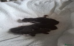 Mixed Breed cats for sale: 3 kittens for sale - Image 6