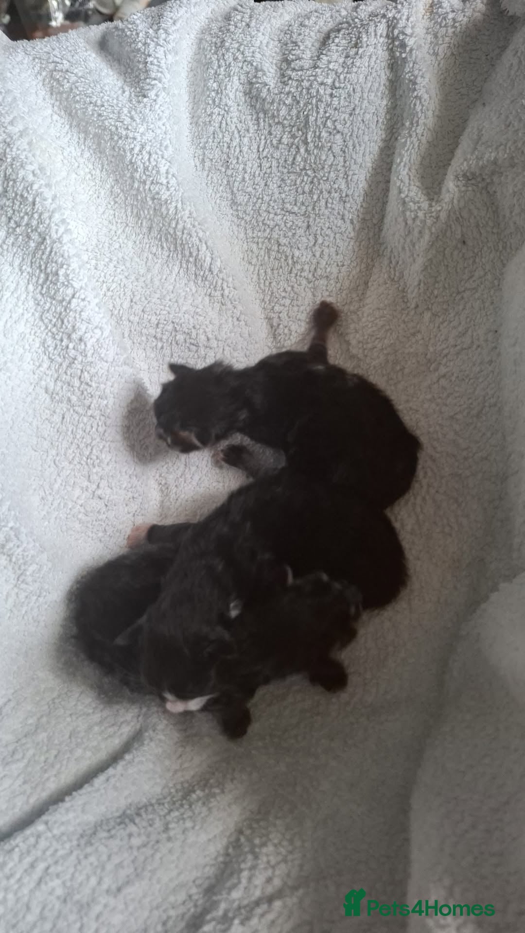 Mixed Breed cats for sale: 3 kittens for sale - Image 6