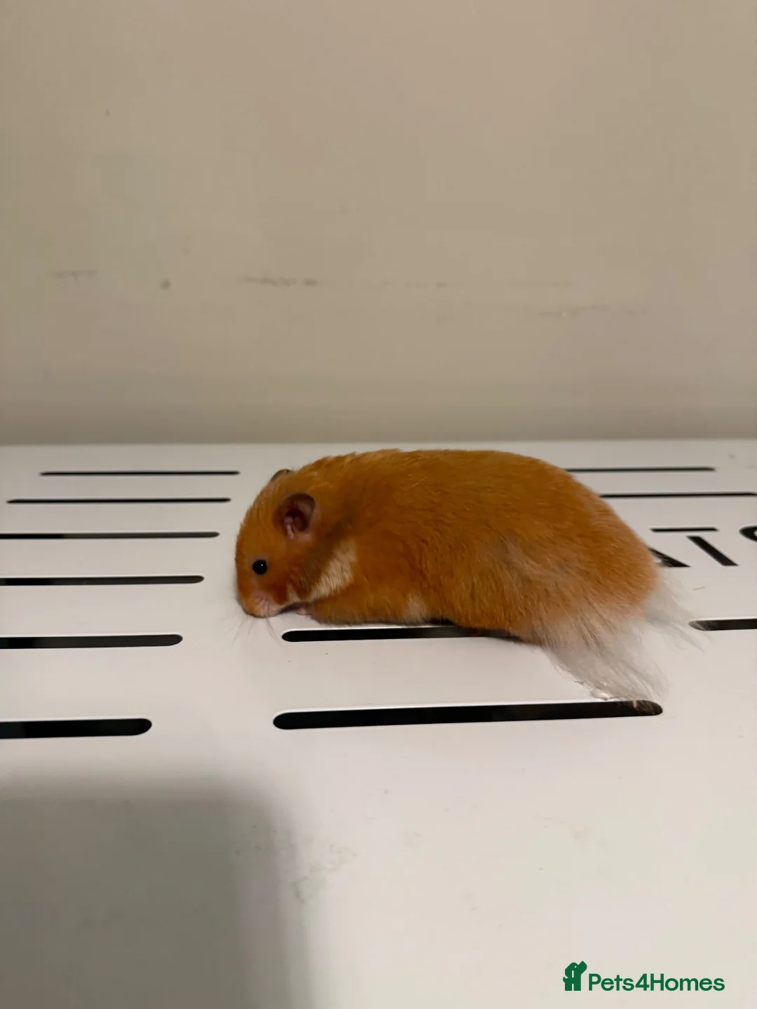 Hamster rodents for sale: Beautiful tame long haired Syrian  - Advert 2