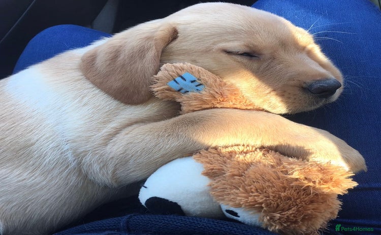 Labrador Retriever dogs - Advert 2