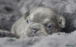 French Bulldog dogs for sale: Stunning French bulldog puppies  - Advert 21