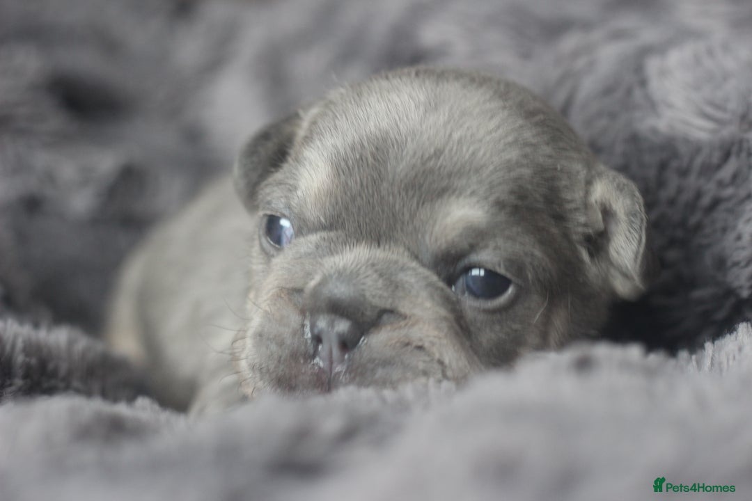 French Bulldog dogs for sale: Stunning French bulldog puppies  - Advert 21