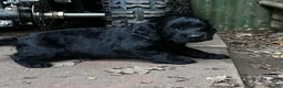 Cocker Spaniel dogs for sale: KC registered Working Cocker Spaniels - Advert 6