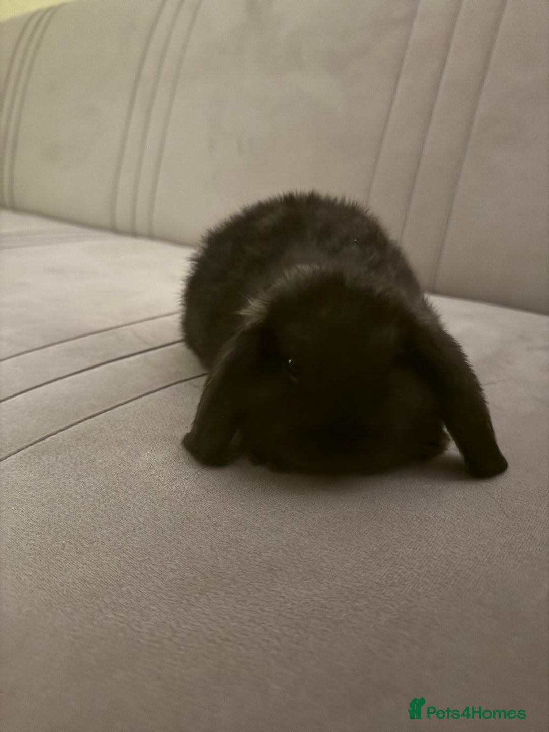 Mini Lion Lop rabbits for sale: Mini lop  - Advert 7